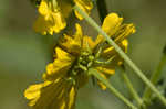 Common sneezeweed